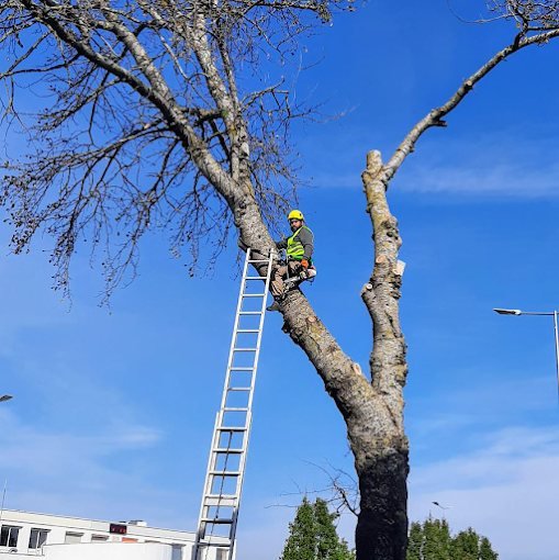 Élagage d'arbre – SAUNIER Espaces Verts