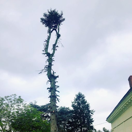 Élagage d'arbre – SAUNIER Espaces Verts, paysagiste Maine-et-Loire (49)