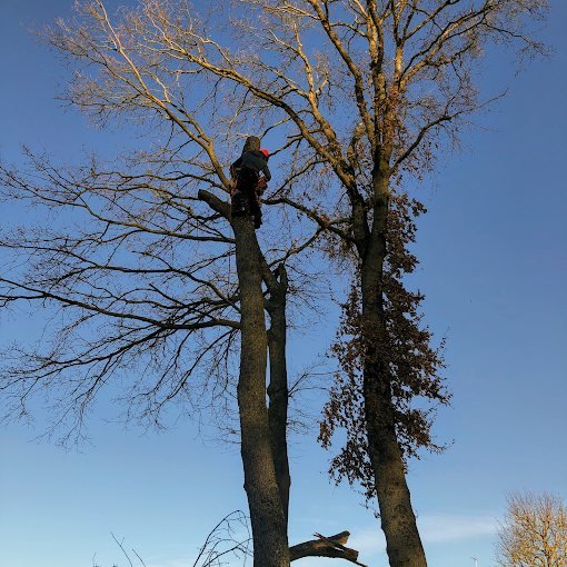 Intervention en nacelle – SAUNIER Espaces Verts, paysagiste Maine-et-Loire (49)
