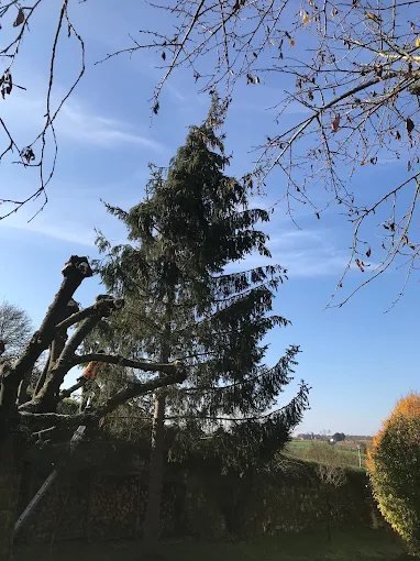 Taille de haie – SAUNIER Espaces Verts, paysagiste Maine-et-Loire (49)